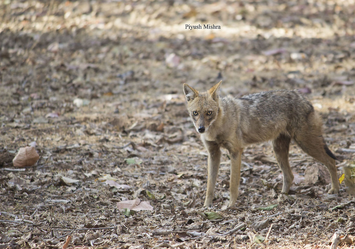 IMG_9551  Canis aureus indicus,Indian jackal