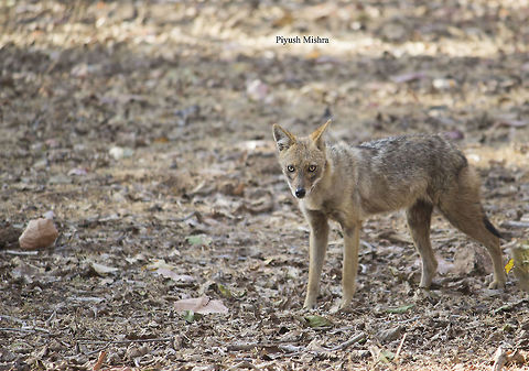 IMG_9551  Canis aureus indicus,Indian jackal