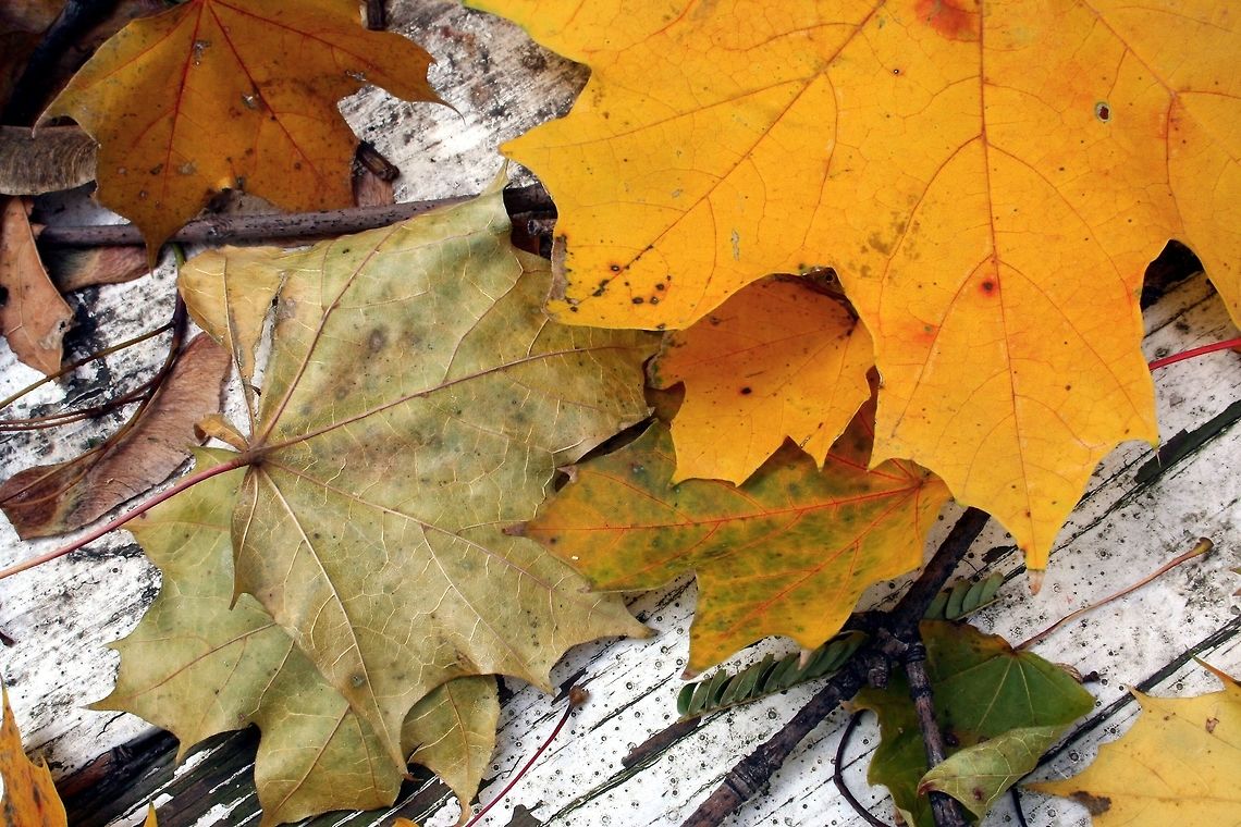 Array_of_Fall_Leaves An array of fall leaves that had dropped on my back porch Fall,Geotagged,Leaves,United States,close-up