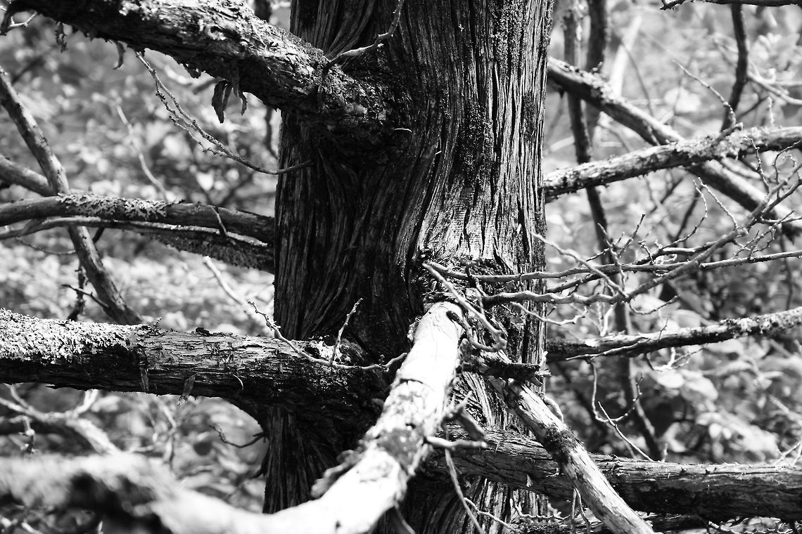 Black_and_White_Pine Close up of pine tree in B&amp;W black and white,nature