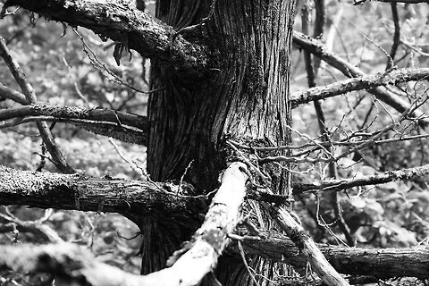 Black_and_White_Pine Close up of pine tree in B&W black and white,nature