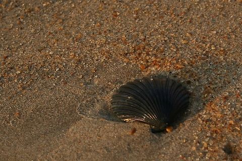 Black_Shell_and_sand Small black shell on beach on OBX, NC seashell