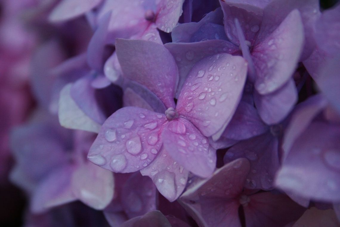 Close_Up_with_Flower This was a flower in my garden after a rain shower. Raindrops,close-up,flower