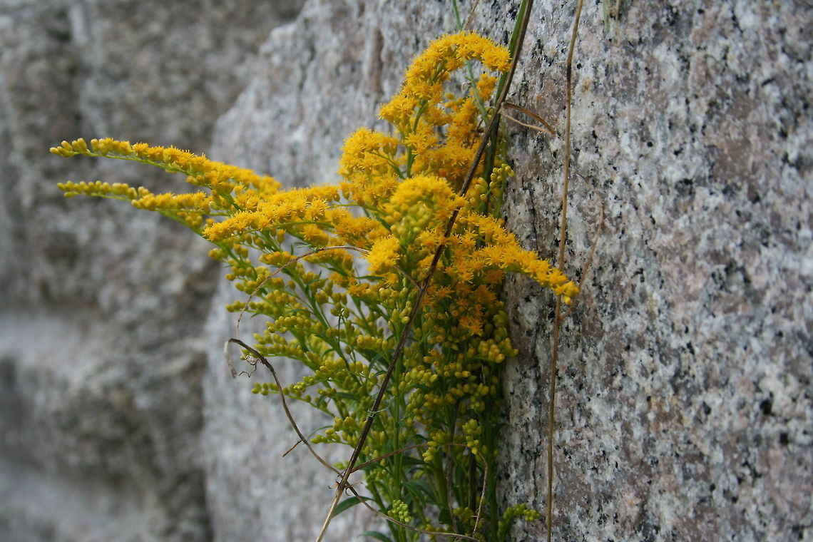Flower_in_a_rock This seemed to be growing right of the rock.  Based on a beach in ME flower