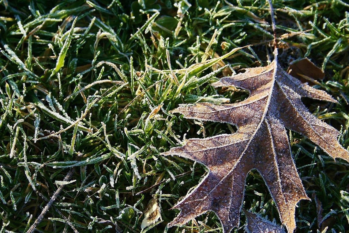 Frozen_Leaf_on_Ice Frozen leaf near sunrise in PA. Leaf