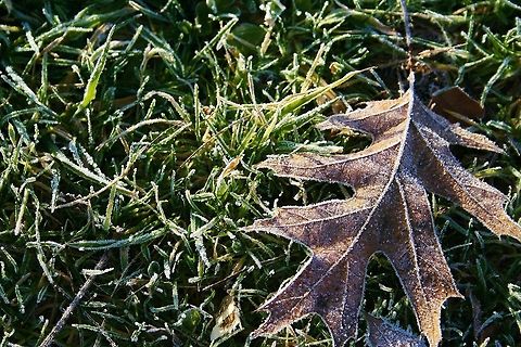 Frozen_Leaf_on_Ice Frozen leaf near sunrise in PA. Leaf
