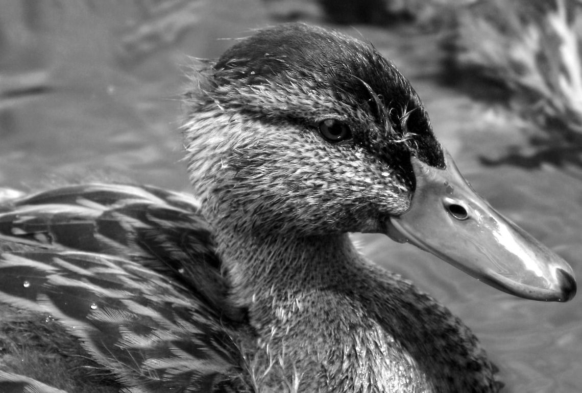Duck_Head_BW  Anas platyrhynchos,Mallard