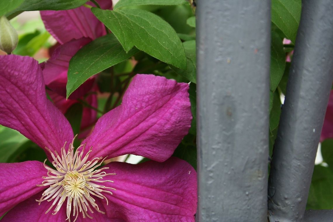 Iron_and_Pink_Flower Grew up on the front porch; didn&#039;t plant it, not sure what it is flower