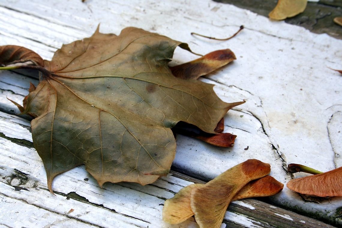 Leaf_on_White_Wood Fallen leaf on my back porch Closeup,Fall,Leaf,Woods