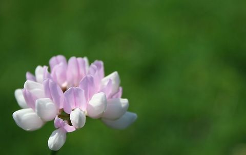Long_Pine_Run_Flower Wild flower growing on earthen damn at Long Pine Run in PA flower
