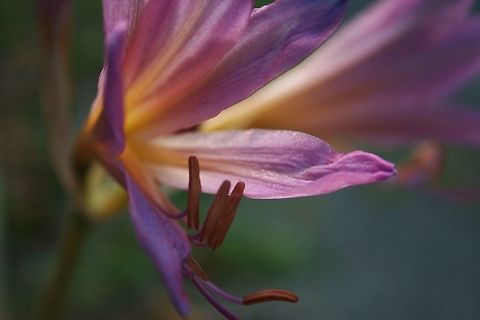Naked_Lady Flower in my parents' garden.  Did not plant it, just showed up. close-up,flower,outdoors