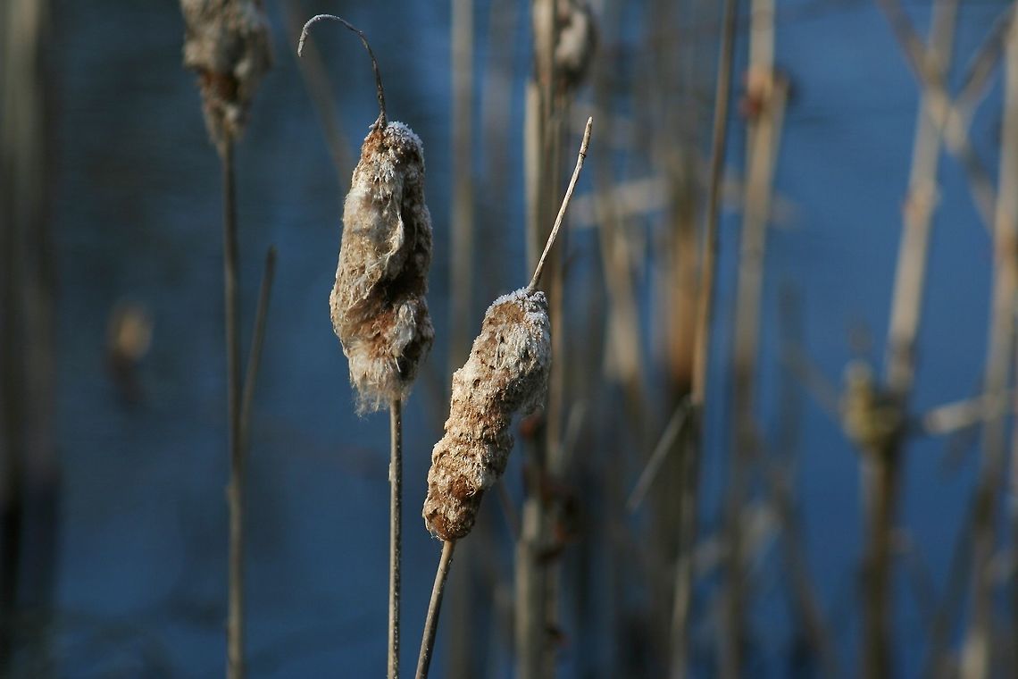 Winter_Catttails These were from a small pond near my home in November cattail
