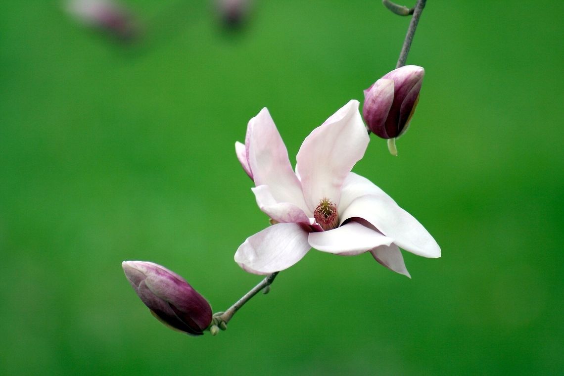 Vivid_Tulip_Flower Tulip tree blossom near my home.  It is a lovely tree in the spring Tree,flower