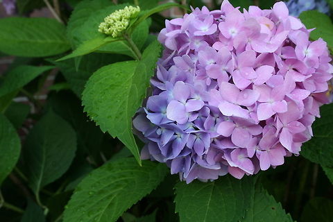 Two_Toned_Hydranga Beautiful flower after a rain shower flower,flowering plant