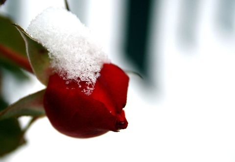 Snow_Rose Valentine's Day gift for my wife flower,snow