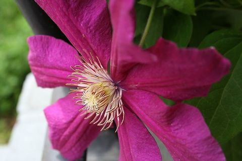 Pink_Flower_Side_Shot Beautiful flower on my front porch close-up,flower,flowering plant,spring