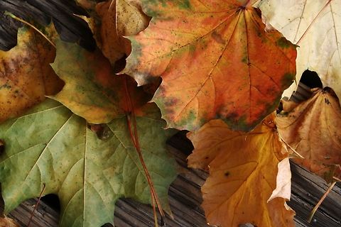 Pile_of_Leaves Big pile at my on my in-laws front porch Leaves,outdoors