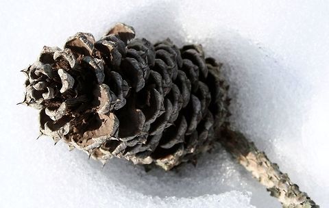 Pine_Cone_and_Snow  close-up,outdoors,pine tree,snow
