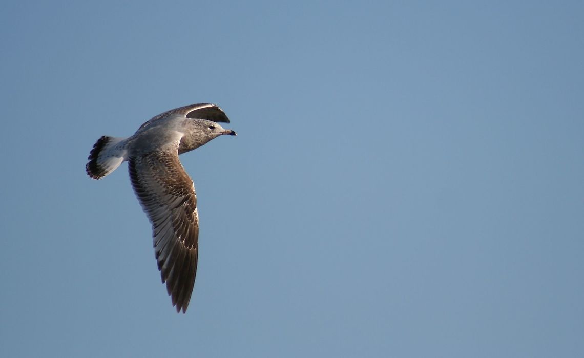 Sea_Gull_in_Flight near Williamsburg, VA animal,bird,sea shore,seagull
