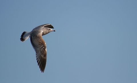 Sea_Gull_in_Flight near Williamsburg, VA animal,bird,sea shore,seagull