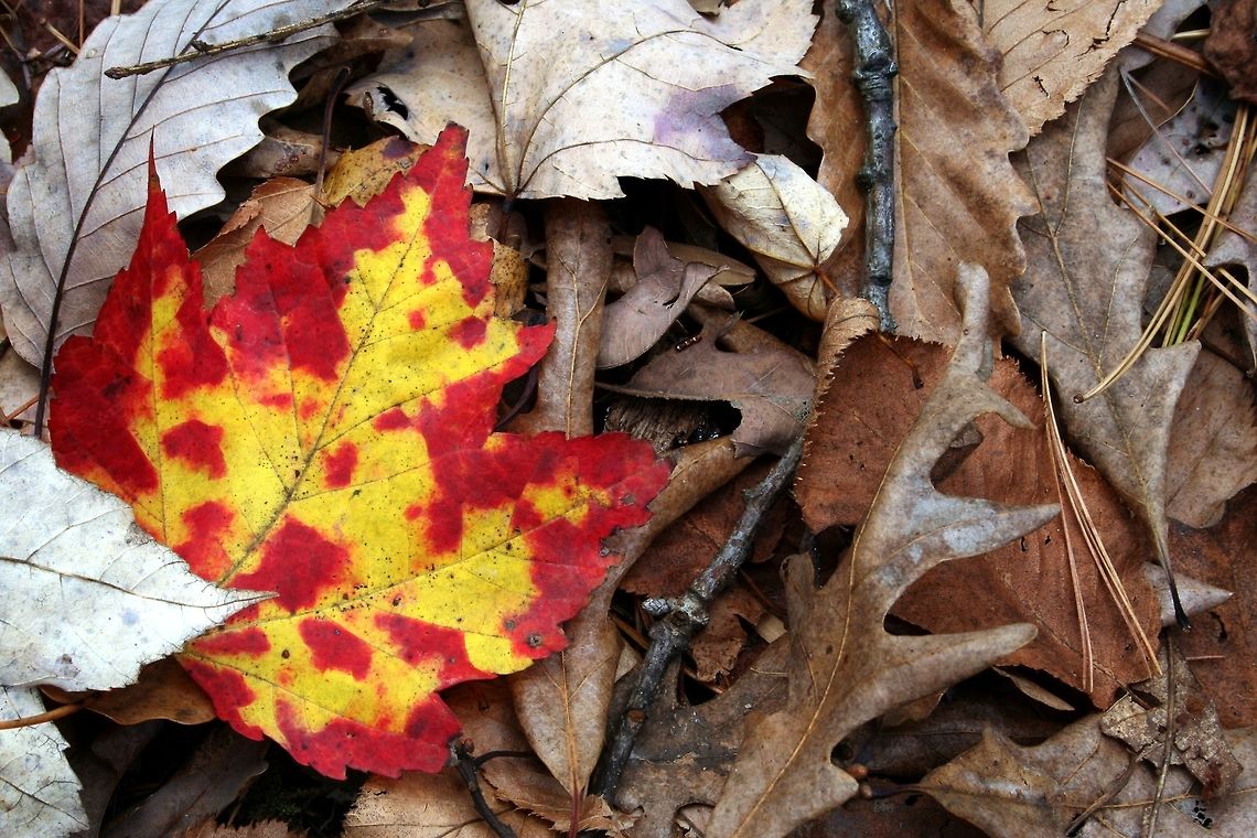 Shy_Color Found in a pile, not staged Fall,Leaves,Woods,outdoors