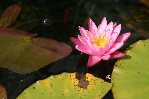 Water_Lilly  Geotagged,Lake,Summer,United States,flower,outdoors,pretty,water