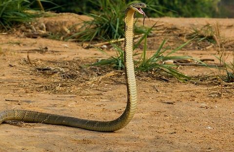 King Cobra, Sakaerat Thailand This photo was taken in an open field near a village area in Thailand. I was able to witness this gorgeous snake in his natural habitat. After the snake hooded for approximately less than a second he darted into the nearby forest. Geotagged,King cobra,Ophiophagus hannah,Snakes,Thailand,herp,herping