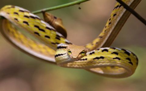 Oriental Whip Snake, Sakaerat Thailand This Oriental Whip Snake was found climbing up a tree. This snake was a feisty little guy to take pics of. Ahaetulla prasina,Geotagged,Oriental whip snake,Oriental whipsnake,Thailand,herp,herping,thailand