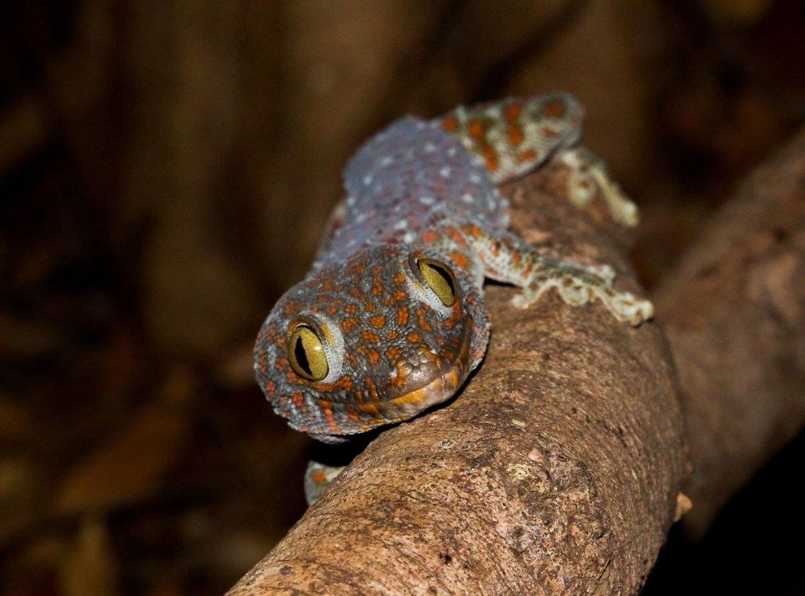 Tokay, Sakaerat Thailand These awesome Tokay Geckos are everywhere in Thailand, They are constantly making noise day and night. As you can see this one was shedding. Gecko gecko,Gekko gecko,Geotagged,Thailand,Tokay gecko,herp,herping,thailand