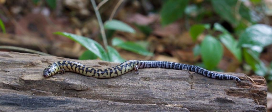 Harold young supple skink, Sakaerat Thailand This Harold Young Supple Skink was only the second one of its species found in this area. Banded supple skink,Geotagged,Harold young supple skink,Lygosoma haroldyoungi,Thailand,herp,herping,skink,thailand