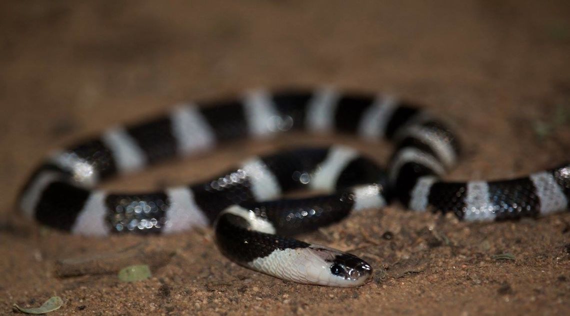 Malayan krait, Sakaerat Thailan This is an extremely venomous krait that was found near a highway. Though deadly if you don&#039;t mess with them they won&#039;t mess with you. Bungarus candidus,Geotagged,Snakes,Thailand,Venomous,herp,herping,malayan krait,thailand