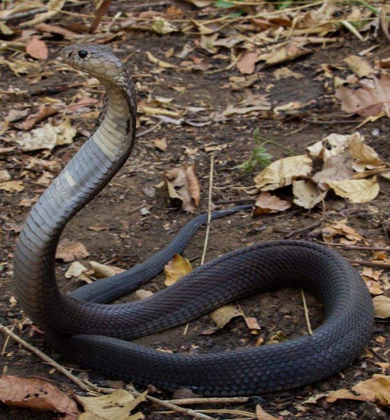 Monocled Cobra, Sakaerat Thailand This lovely Monocled Cobra was showing us his nice looking hood in the Dry Dipterocarp Forest in Thailand. Geotagged,Monocled cobra,Naja kaouthia,Thailand,Venomous,herp,herping,monocled cobra,snakes,thailand