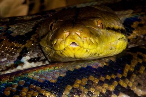 Reticulated Python, Sakaerat Thailand This very large reticulated python was found near a crevasse in a rock that had gathered water and frogs were swimming in it. I believe he was hunting. The colors on this snake were incredible. Geotagged,Python reticulatus,Reticulated python,Snakes,Thailand,herp,herping,non venomous,thailand