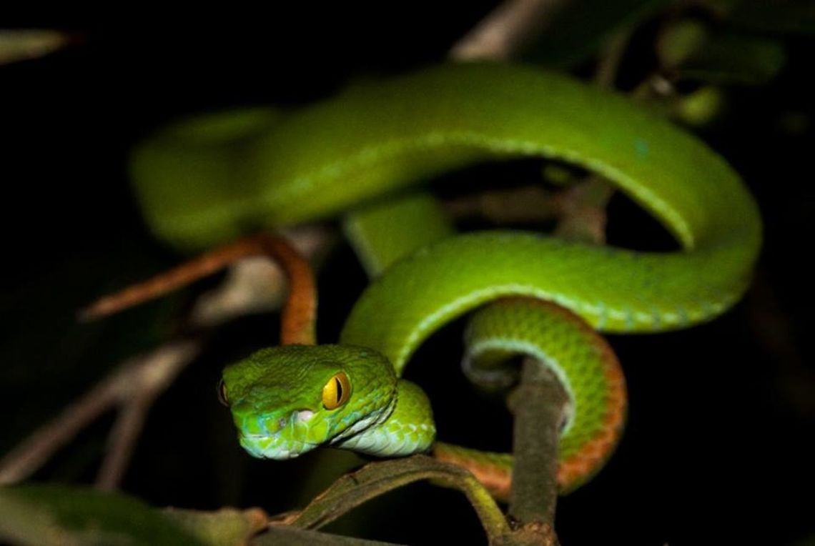 Green Pit Viper, Sakaerat Thailand This is an adult Green Pit Viper that are only active at night and can easily be found with a flashlight in trees or tall bamboo grass in thailand. Geotagged,Snakes,Thailand,Trimeresurus macrops,green pit viper,helping,her,thailand,venomous