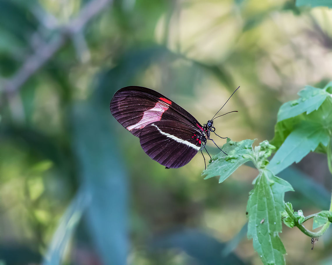 Erato Heliconian This rare butterfly to the U.S. stayed for several days at Bentsen State park close to where I  live and love to go and photograph birds and butterflies. Butterfly,Geotagged,Heliconius erato,Red postman,Summer,United States