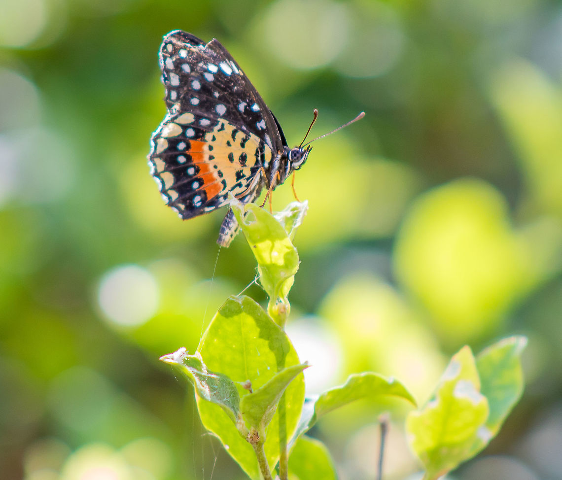 CrimsonPatch  Chlosyne janais,Crimson patch,Geotagged,Summer,United States
