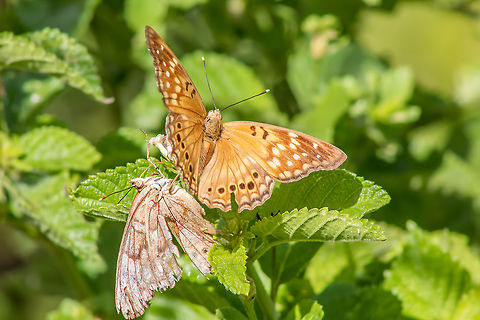 Tawny Emperors A pair of Tawny Emperors at the National Butterfly Center Asterocampa clyton,Geotagged,Summer,Tawny Emperor,United States