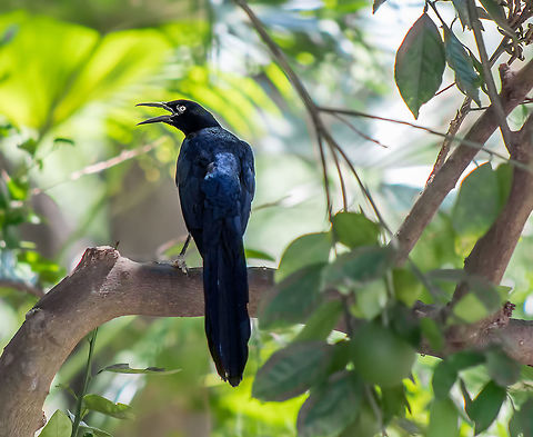 Great-tailed Grackle Great-tailed Grackles are fascinating birds with lots of personality. This one was truing to cool off from the blistering heat here in the Rio Grande Valley. Quinta Mazatlan, where I work, is one of the World Birding Centers. Geotagged,Great-tailed Grackle,Quiscalus mexicanus,Summer,United States