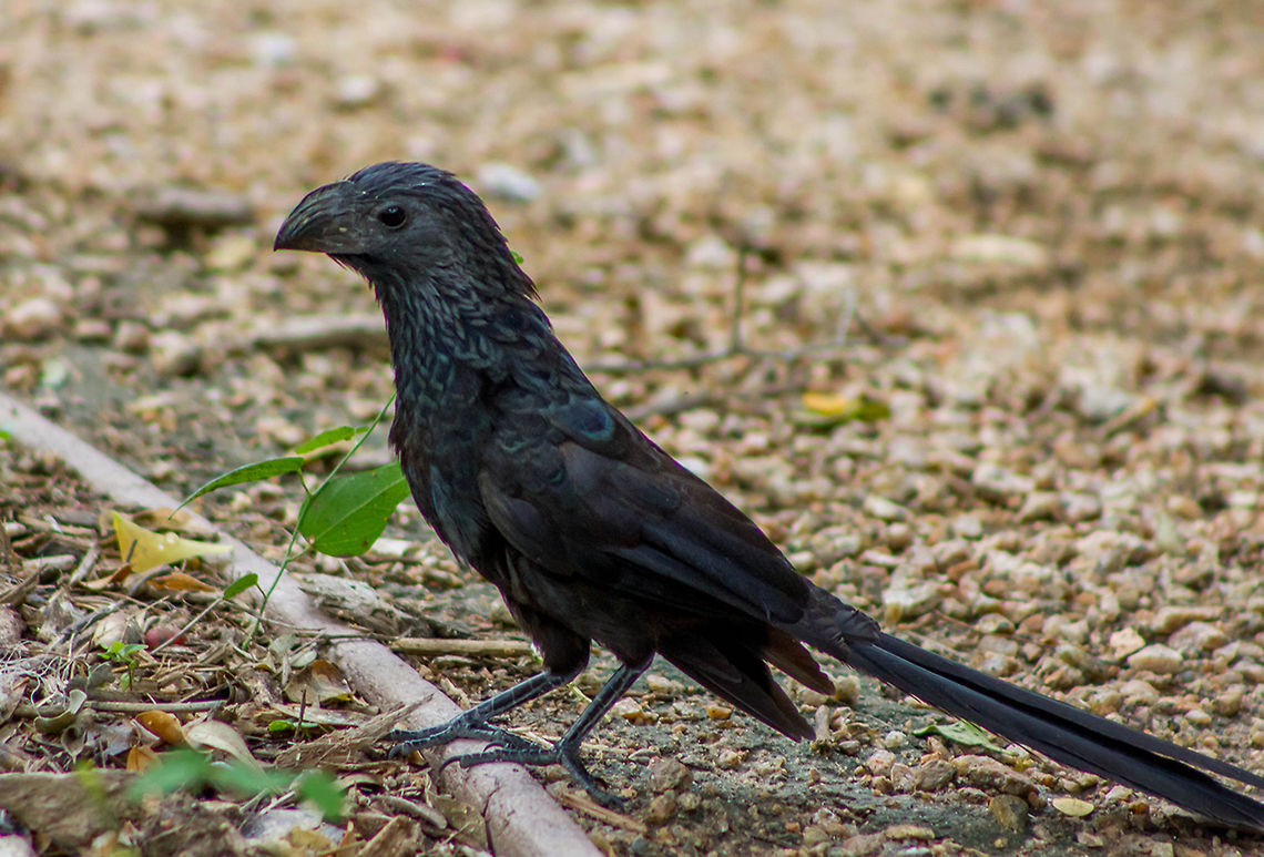 Groove-billed Ani Usually a very secretive bird, this one was feeding and paying no attention to me. Crotophaga sulcirostris,Geotagged,Groove-billed Ani,Spring,United States