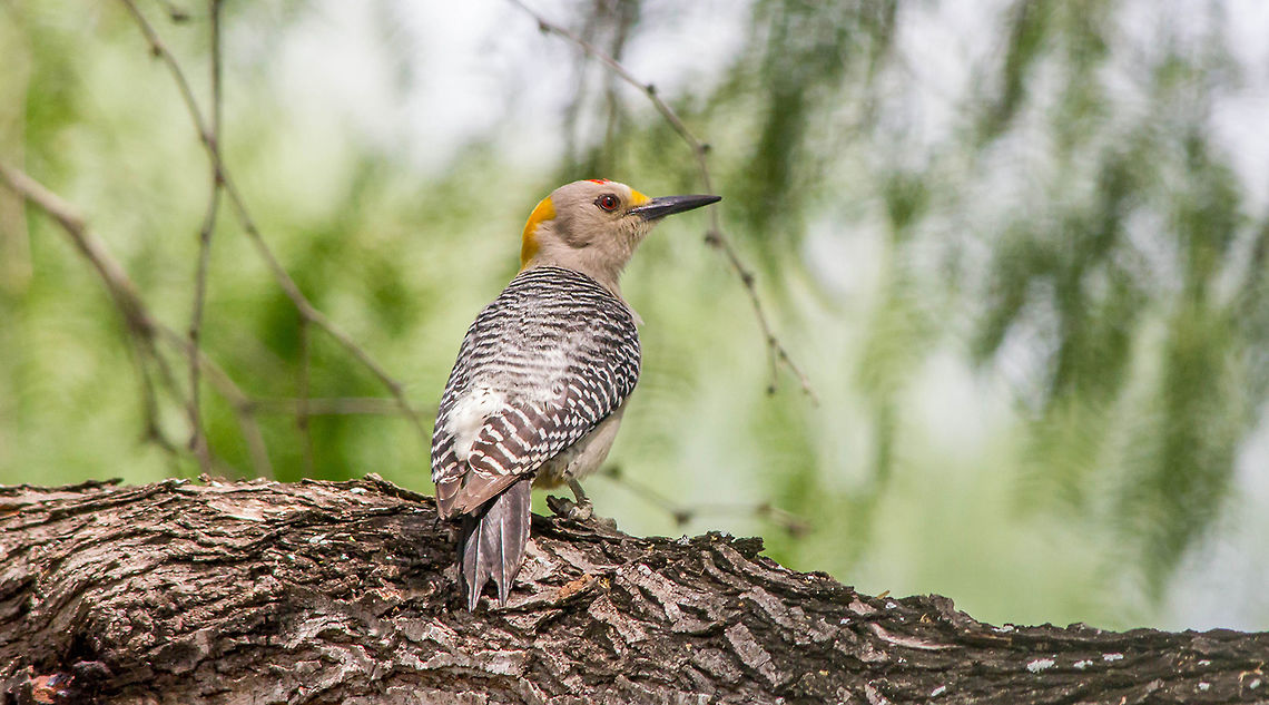 Golden-Fronted Woodpecker With his foot tucked under he might have been injured but it wasn't slowing him down any. Geotagged,Golden-fronted Woodpecker,Melanerpes aurifrons,Spring,United States