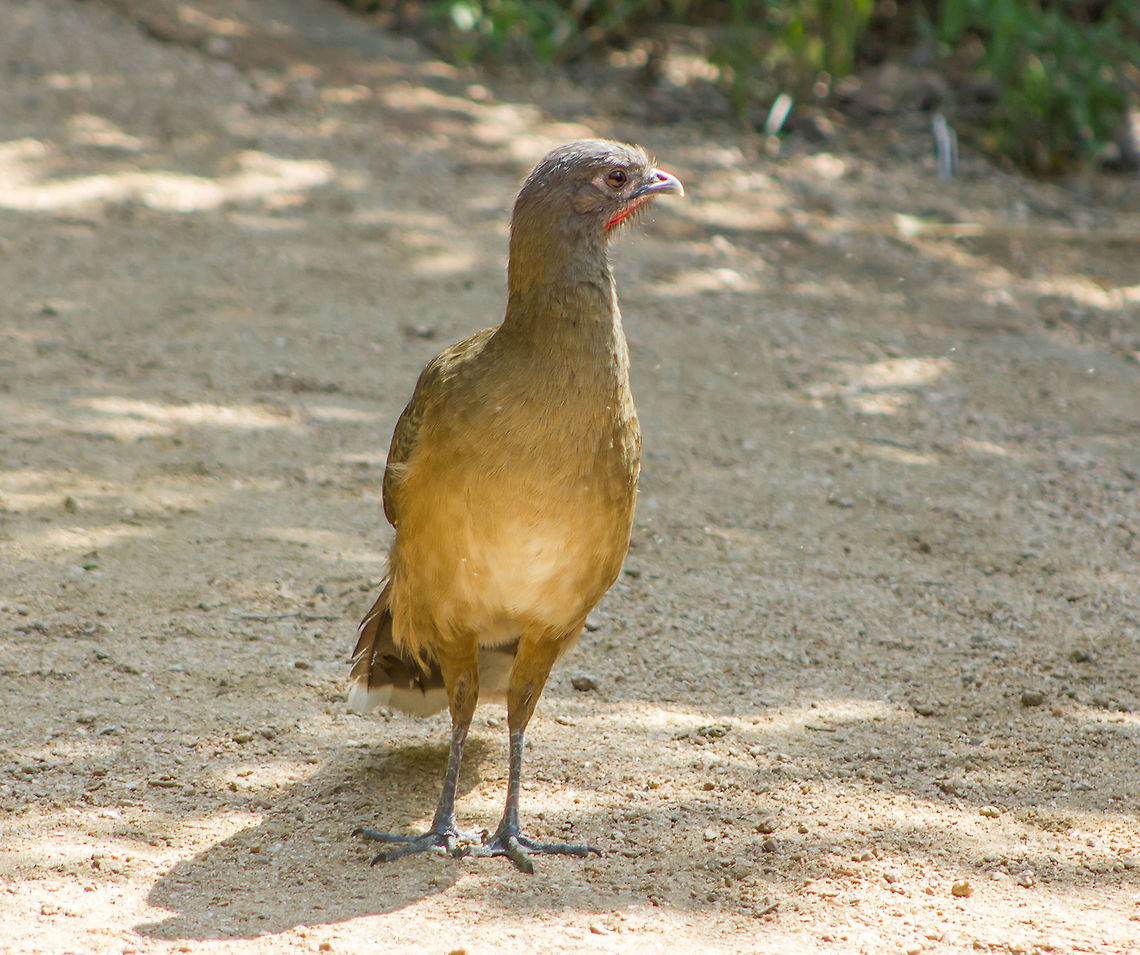 Plain Chachalaca One of my favorite birds. Notice the red patch on throat. Geotagged,Ortalis vetula,Plain chachalaca,Spring,United States