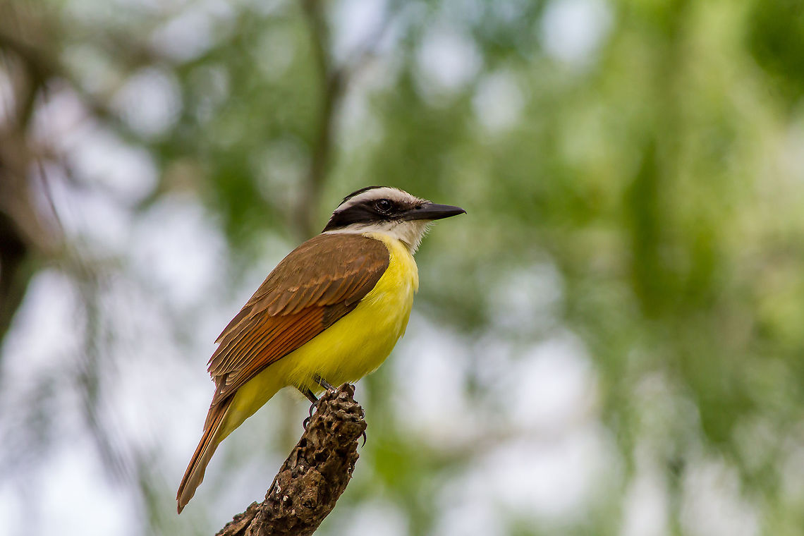 Great Kiskadee Another one of my favorite birds, loaded with personality, they act like raucous teenagers. Geotagged,Great Kiskadee,Pitangus sulphuratus,United States,Winter