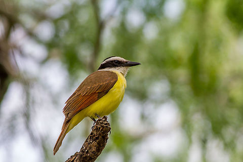 Great Kiskadee Another one of my favorite birds, loaded with personality, they act like raucous teenagers. Geotagged,Great Kiskadee,Pitangus sulphuratus,United States,Winter