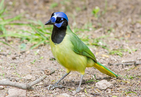 Green Jay Green Jays fun to watch. They will imitate hawks to scare off other birds from bird feeders. Cyanocorax yncas,Geotagged,Green Jay,United States,Winter