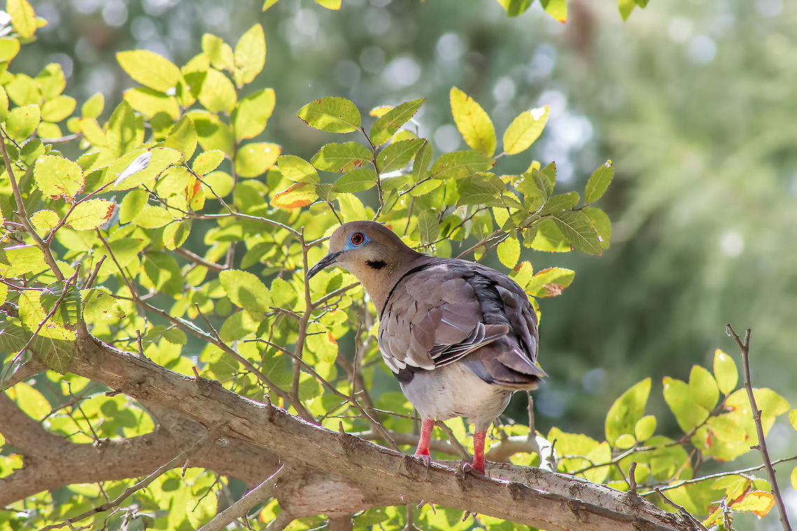 White-winged Dove White-wing Doves are so pretty with their blue &quot;eye shadow&quot; Geotagged,Summer,United States,Zenaida asiatica,white-winged dove