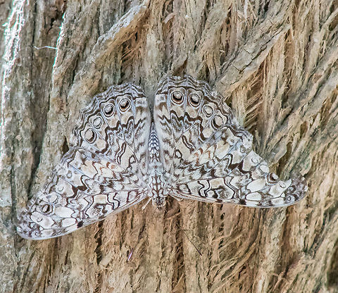 Gray Cracker Found this Gray Cracker at work. Best photo I have ever gotten. They tend to like dark bark of trees in the shade. Gray Cracker,Hamadryas februa