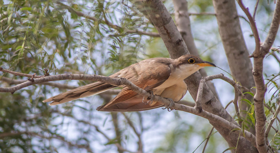 BSP_Yellow_billed_Cuckoo_July_2016_FB  Coccyzus americanus,Geotagged,Summer,United States,Yellow-billed cuckoo