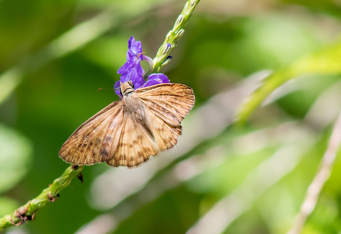 QM_Brown-banded_Skipper_July_2016_FB  Geotagged,Summer,Timochares ruptifasciatus,United States Butterfly