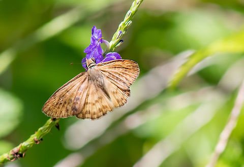 QM_Brown-banded_Skipper_July_2016_FB  Geotagged,Summer,Timochares ruptifasciatus,United States Butterfly