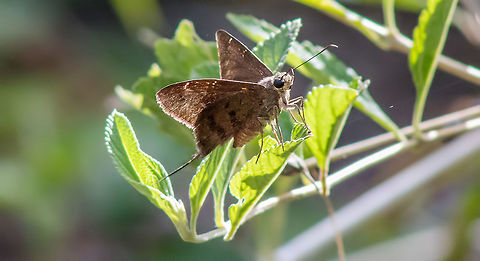 QM_Long_Tailed_Skipper_July_2016_FB  Geotagged,Long-tailed Skipper,Summer,United States,Urbanus proteus